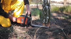 Parrish, AL Tree Removal Company